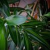 部屋の中に森。
