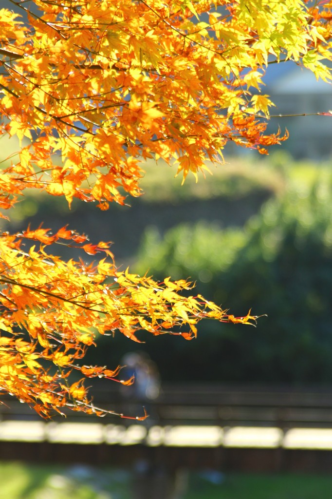 黄色いけど紅葉