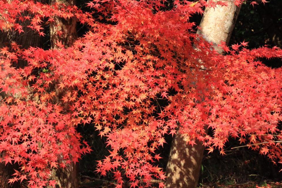 紅葉　