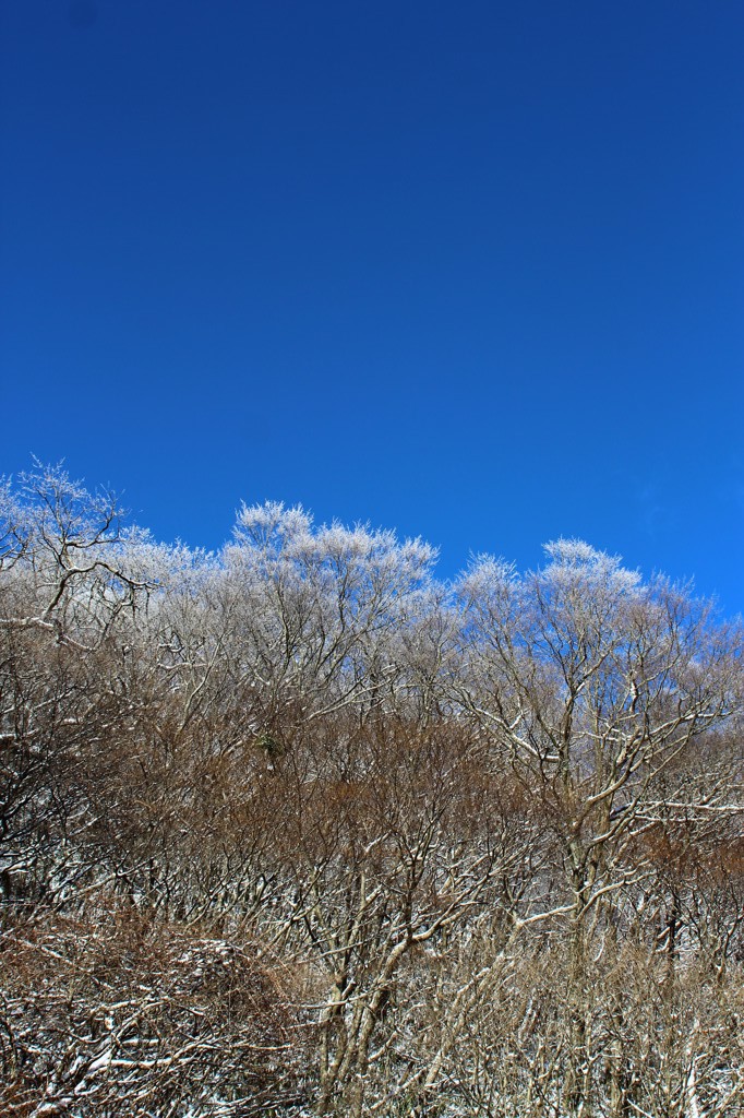 樹氷