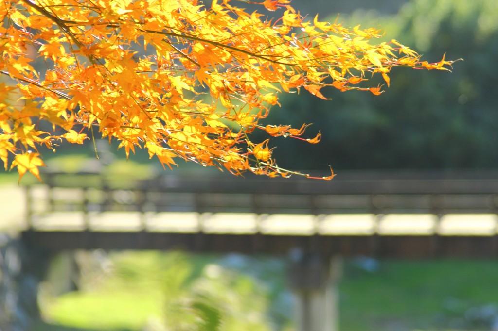 紅葉