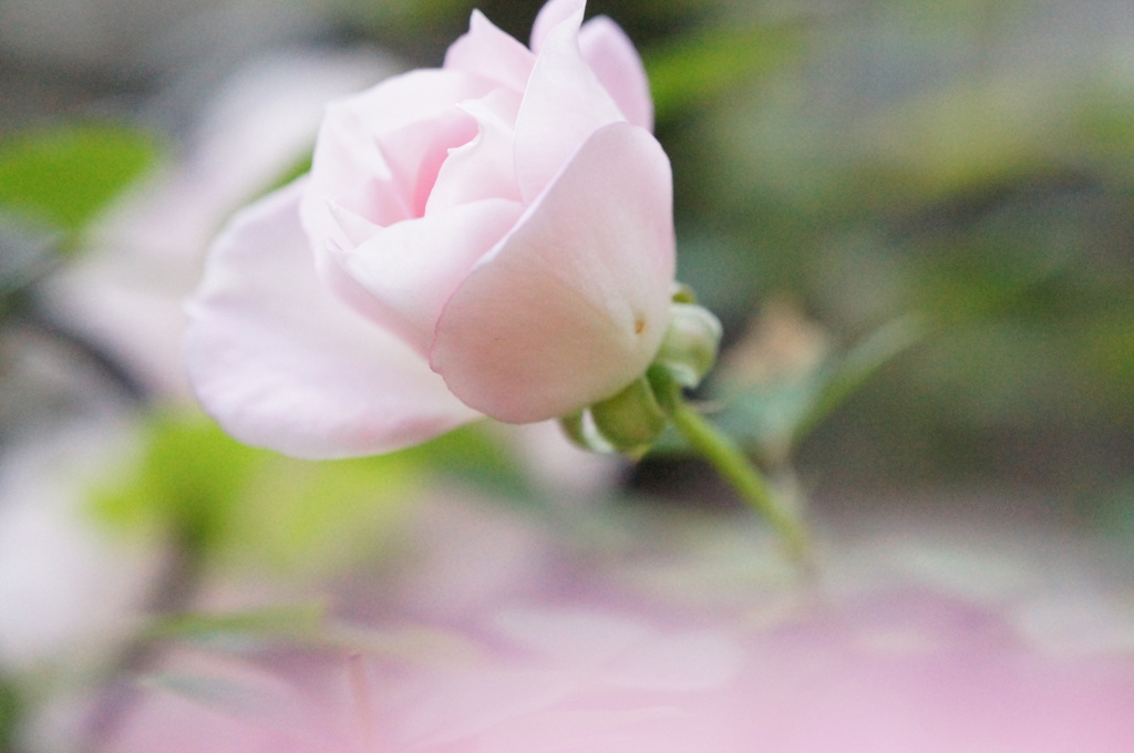 薔薇(アブデル)