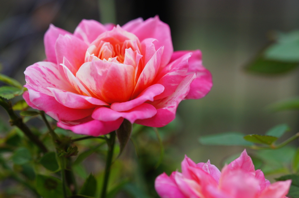 薔薇(ミニバラのオリバー)