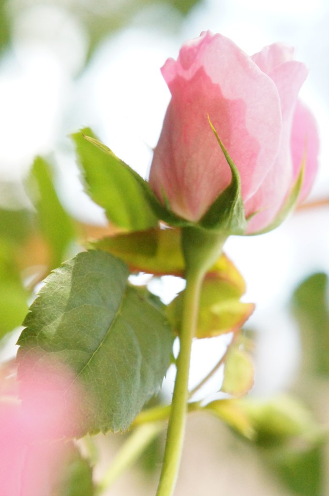 薔薇(アブデル)