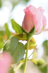 薔薇(アブデル)