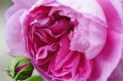 薔薇(アブデル)