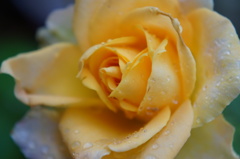 薔薇(ウリエル)