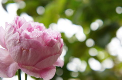 薔薇(アブデル)