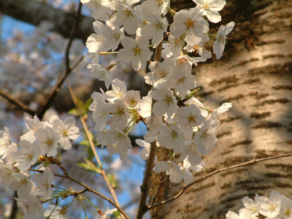 桜の幹