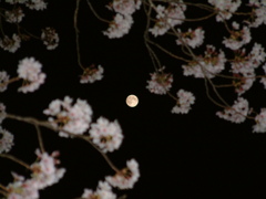 夜桜スーパームーン