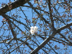 春分の日　初咲きの桜　開花宣言はまだ？