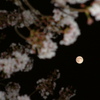 夜桜とスーパーピンクムーン
