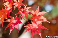 Momiji