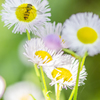 春 Welcome spring!