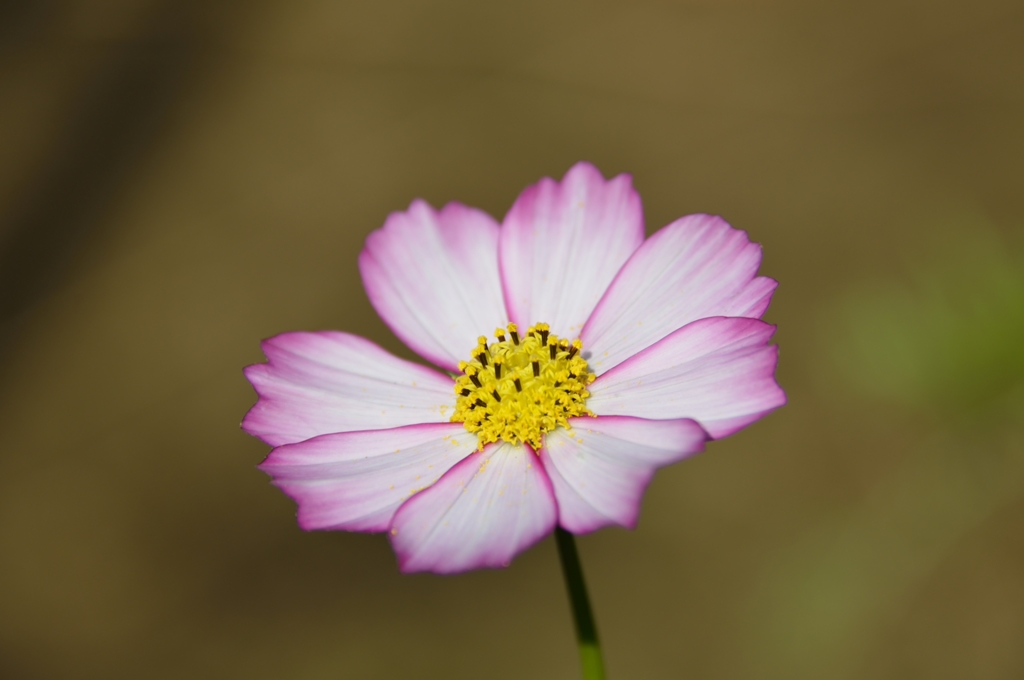 DSC_4515_