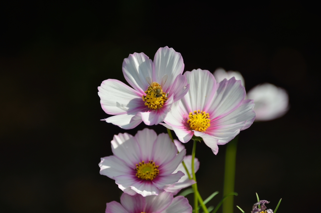 DSC_4480_