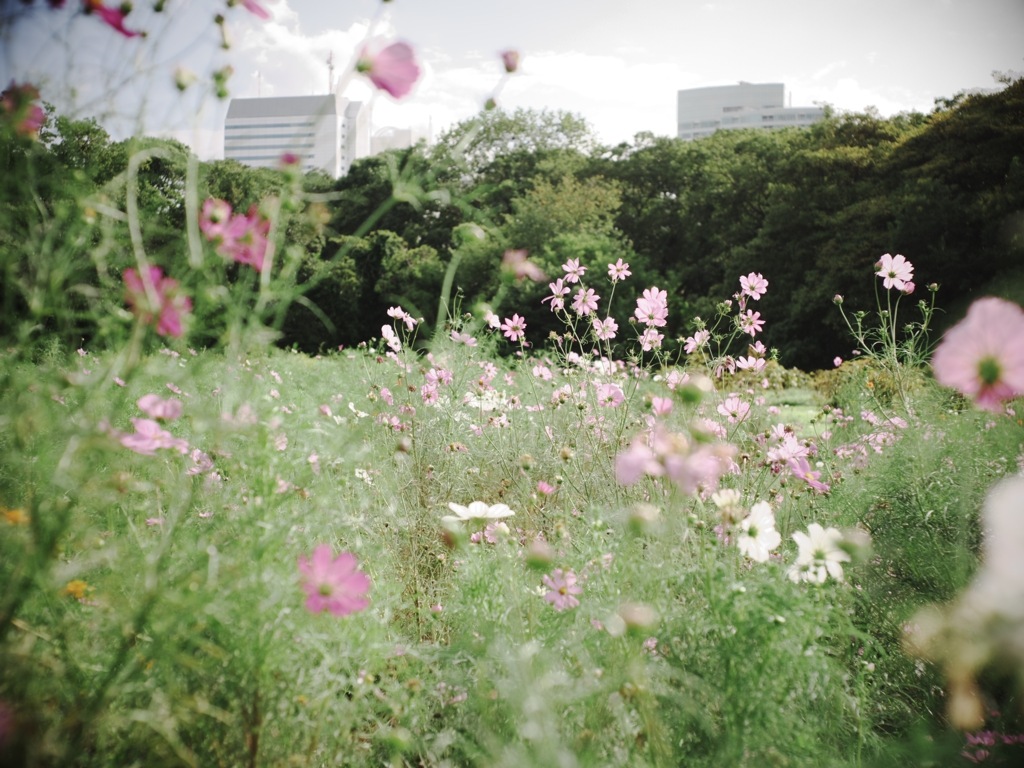 浜離宮のコスモス