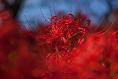 権現堂公園　彼岸花