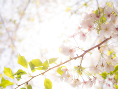谷中霊園　桜