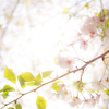 谷中霊園　桜