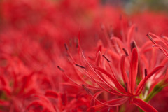 権現堂公園　彼岸花