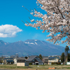 浅間山と桜