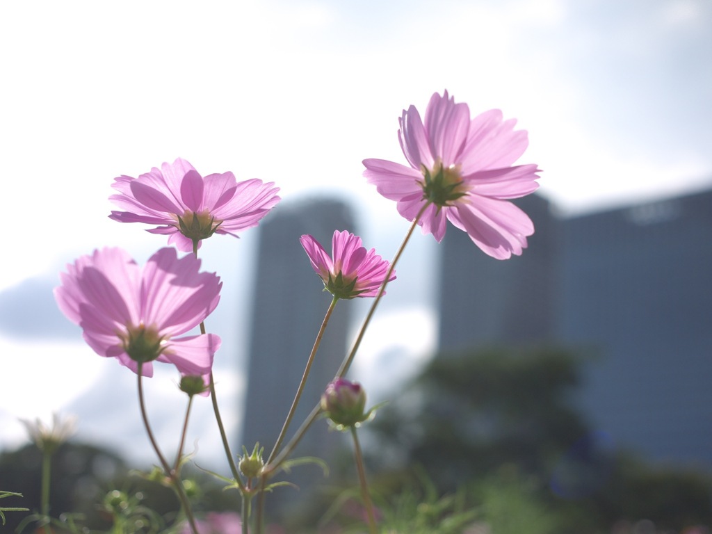 浜離宮　コスモス