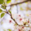 谷中霊園　桜