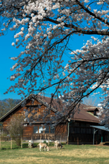 種畜牧場の桜①