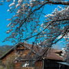 種畜牧場の桜①