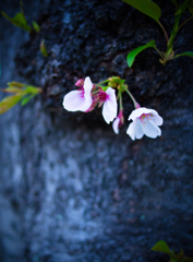 桜通り②