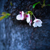 桜通り②