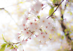 谷中霊園　桜