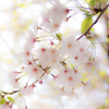谷中霊園　桜