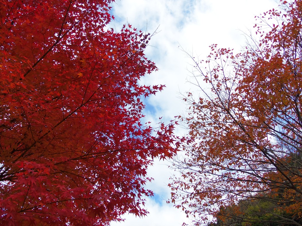 紅葉