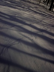 木陰の雪紋