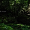 My favorite forest
