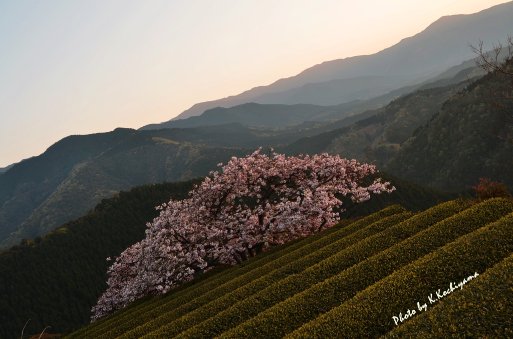 天空の桜