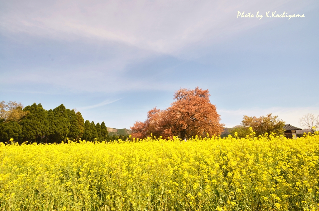 今年の桜も・・・