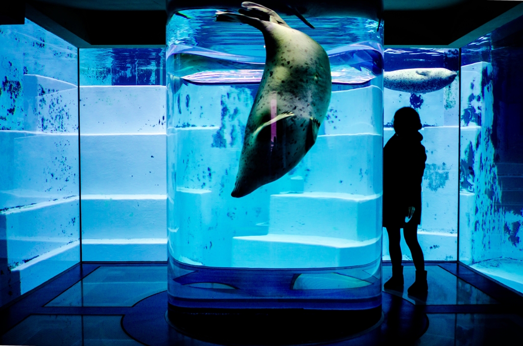 嫁、海獣と出会う