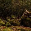 My favorite forest 2