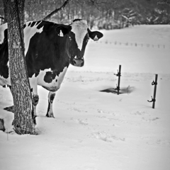 MOO!!