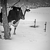 MOO!!