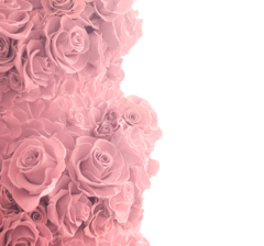 Rose&Light