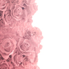 Rose&Light