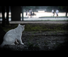 吾輩は野良猫である。