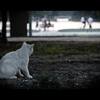 吾輩は野良猫である。