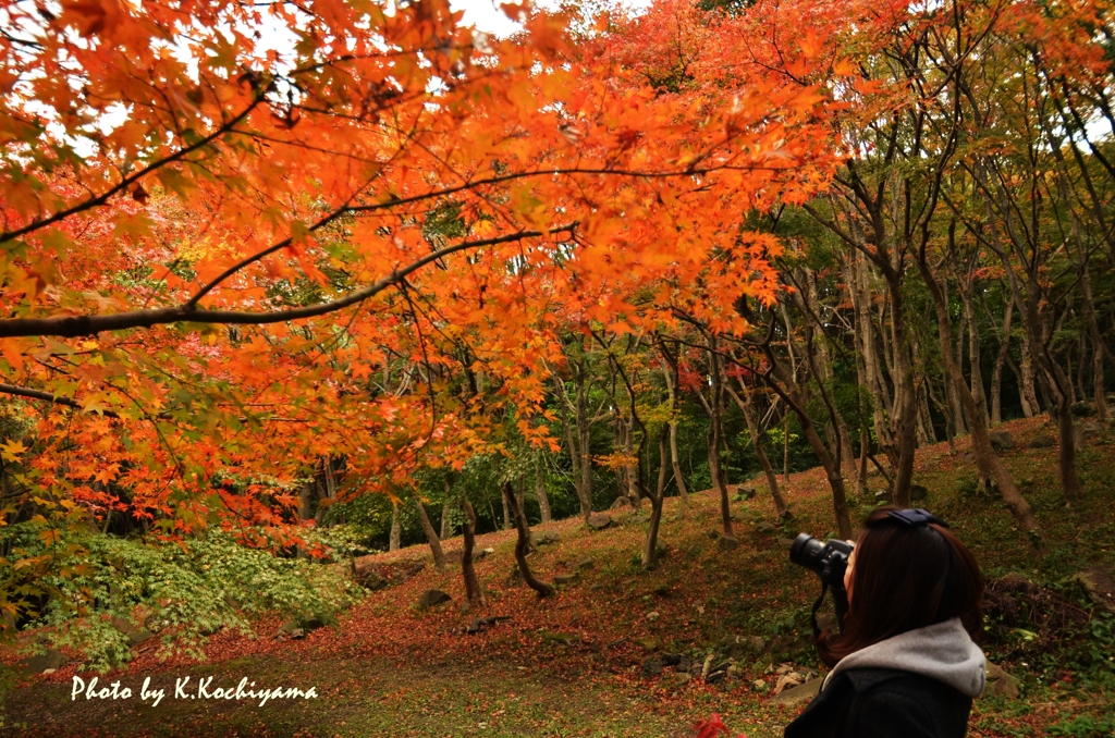 河内藤園　12.11.14