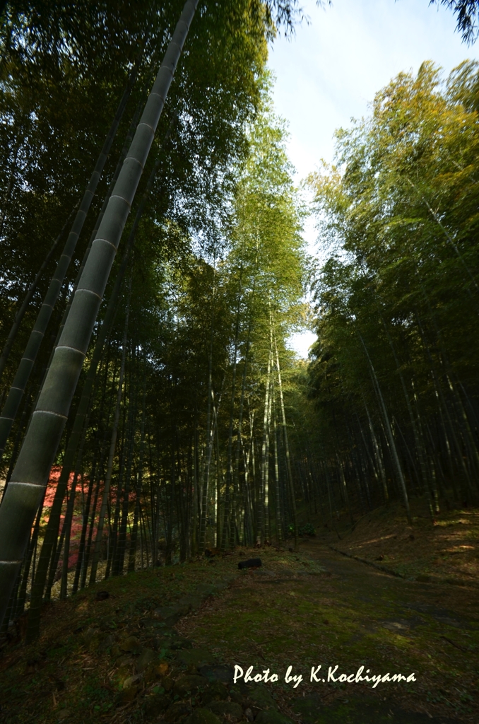 合馬竹林