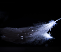 -featherⅡ-
